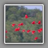 Scarlet Ibis-1